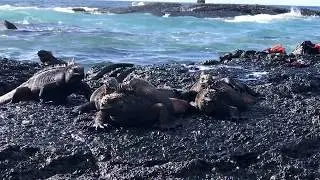Marine iguanas, crabs, and sea lions in the Gal&aacute;pagos Islands