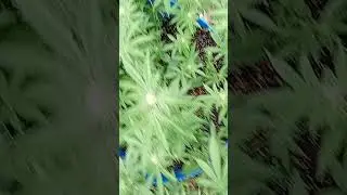 Genetics + Care = HUGE Cannabis Flowers!