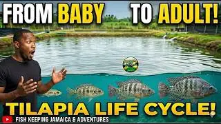 Tilapia FISH FARMING  || Growing out my tilapia fingerlings