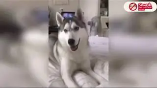 Insane people & animals compilation (July 2018)