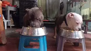 PAANO MAG PAKAIN NG AMERICAN BULLY - DOG FOOD SQUASH COOKED SAWDUST LIVER GIZZARD BOILED EGG