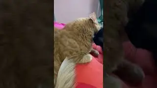 I Love You &hearts;️ #cats #catlovers