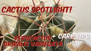 86: Кактус в центре внимания! | Ферокактус пестрый (кактус &laquo;Огненная бочка&raquo;) | + Советы по уходу