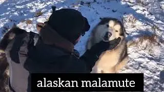 Alaskan Malamute.| Dangerous dog breeds in the world