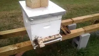 Best Way To Stop Robbing In A Hive Part 1