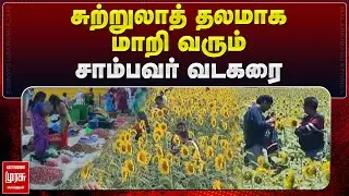 சுற்றுலாத் தலமாக மாறி வரும் சாம்பவர் வடகரை| மாலை முரசு செய்திகள்| TENKASI SUNFLOWER|