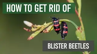 How to Get Rid of Blister Beetles [DIY Pest Control]