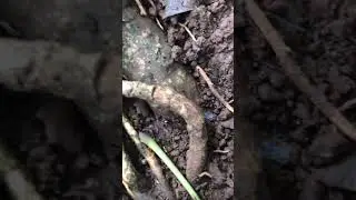 Les odonthomachus haematodus
