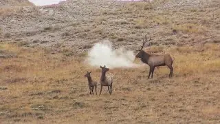 Elk Hunting GIANT HERD BULL In Wyoming 2019