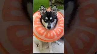 Why You Should NOT Get a Pomsky #cutedog #huskypuppy #husky #pomskypuppy #pomsky