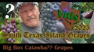 Catawba? Grape From Big Box Store