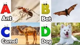 ABC Safari Animals song | Alphabet Song for Kids | Fun Learning Video | Koko Study Class 2026