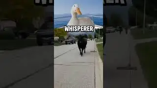 Как разговаривать с коровой