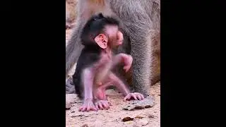 Tiny baby monkey moments looks very active #monkeysr #babymonkeys #animallife #animals