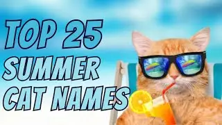 Top 25 Summer Cat Names for Every Sun Loving Kitty