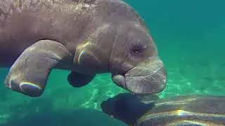This Cute Manatee Calf Stays Close to Mom | Wild Child