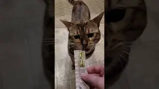 Archie enjoys the pawlicious Fussie Cat Puree Treats!😋😻  Get them and more Fussie Cat products...