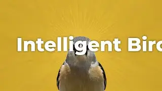 &lsquo;Smart&rsquo; Birds Use Alarm Calls To Warn Each Other About Predators