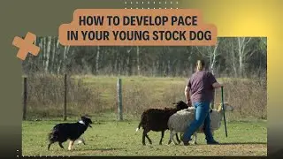How to develop Pace in your young stock dog Part 1: Teach your dog to slow down