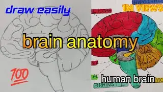 how to draw human brain | how to draw brain labelled diagram class 10 easy || brain diagram