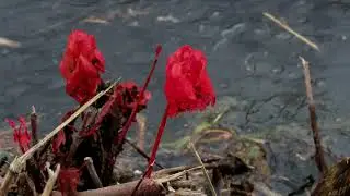 Pocosin Restoration Celebration (Audio Described Version)