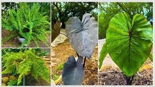 TRANSFORMANDO O JARDIM COM SAMAMBAIAS E COLOCASIAS