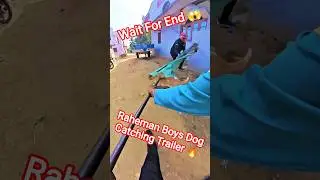 Dhurandhar Gang Amazing Dog Catching #dogwithpublicsafety #dog #ytviral #pets #shorts #dogshorts