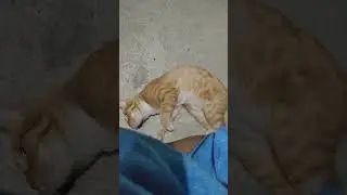 My cat (Toti) is very fond of dry food &mdash; to the point that he's shedding a few extra hairs!#catlover