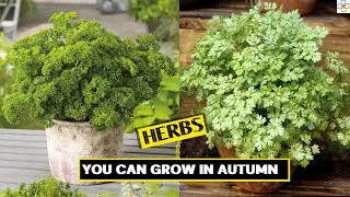 10 Herbs You Can Grow in Autumn | Best Fall Herbs