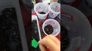 Planting my Chestnut Seeds!! Special Thanks to @BonsaiCornwall #bonsai #trees