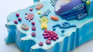Endocytosis: Pinocytosis, Phagocytosis and Receptor-Mediated Endocytosis