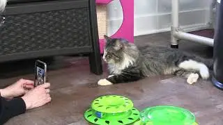 Magic 98.3's Debbie Mazella at Karma Cat & Zen Dog Rescue Society - Episode 19