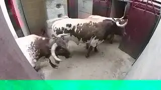 Wild Buffalo attack on people