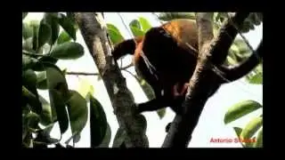 Alouatta seniculus(Venezuelan Red Howler),Cartagena,Colombia, 8-3-2013,Antonio Silveira