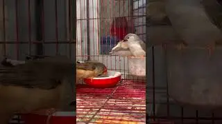 Finch bird chick with parents #birds