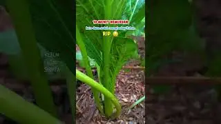 Membasmi Kutu daun pada tanaman sawi dengan 0 rupiah #farming #garden #gardening #tips