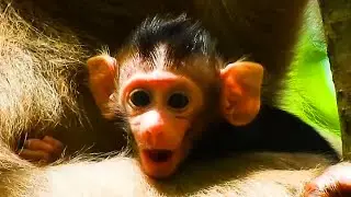 SO HUNGRY,.. BRADY BABY MONKEY NEEDS MILK FROM MOM ROSE MONKEY.