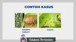Dosis & Fungsi Insektisida Avimax