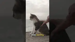 What Your Cat Sees That You Don&rsquo;t 👀 #shorts