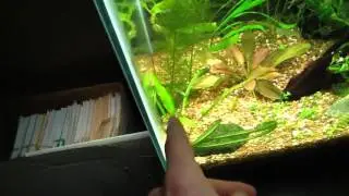 Hardy species - Foxtail! And a look at my tanks!