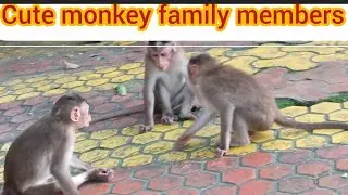 Cute #monkey #members #movie #monkey #animals #film #bandaron #ka #film #suman #vlogs #susbcribe#