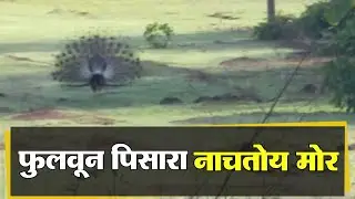 नाच रे मोरा |Dodamarg News | 10-06-2020