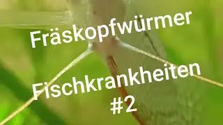 Der Fr&auml;skopfwurm | Fischkrankheiten #02 Teil 1/2