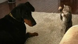 Dog Vs Cat:&nbsp;Cute 'Ninja' Kitten Shows Doberman Who's Boss