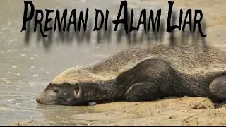 Musang Madu: Hewan Paling Berani dan Kebal Bisa Ular Kobra