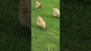 OMC! If you are a worm or bug - These are apex predators! 🐛🐔😮🤯#chickens #bugs #worms #apexpredator