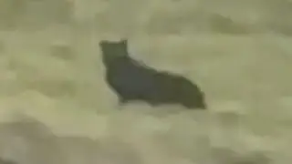 Big cat sighted in remote beauty spot | SWNS