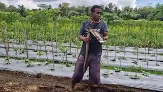 SMART TRADITIONAL TECHNIQUE: MAKING RAISED BEDS ON FARMLAND USING SIMPLE TOOLS! -Agriculture Farming