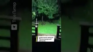 Семейка диких кабанов пришла в гости к жителю Ленинградской области: видео