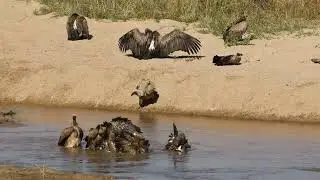 Birding in Tanzania
